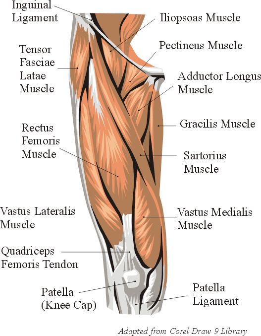 the muscles are labeled in this diagram, and there is also an image of them