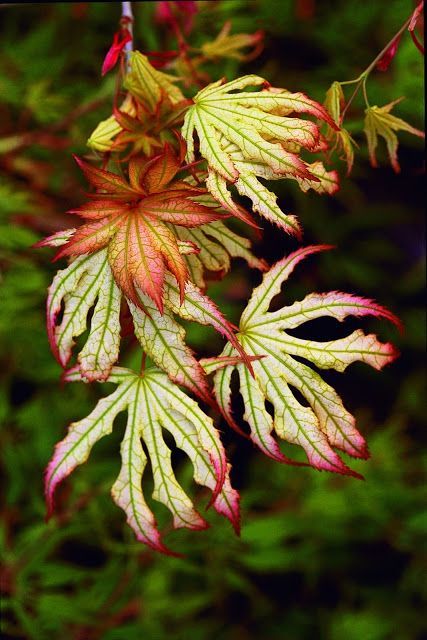 some red and green leaves on a tree