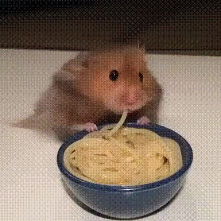 a hamster eating spaghetti out of a blue bowl on a white counter top with its front paws in it's mouth