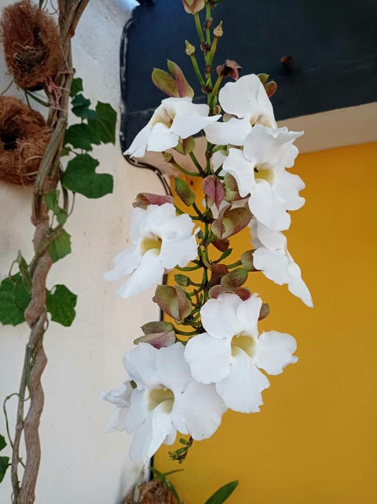 some white flowers are hanging from a branch in front of a yellow and blue wall