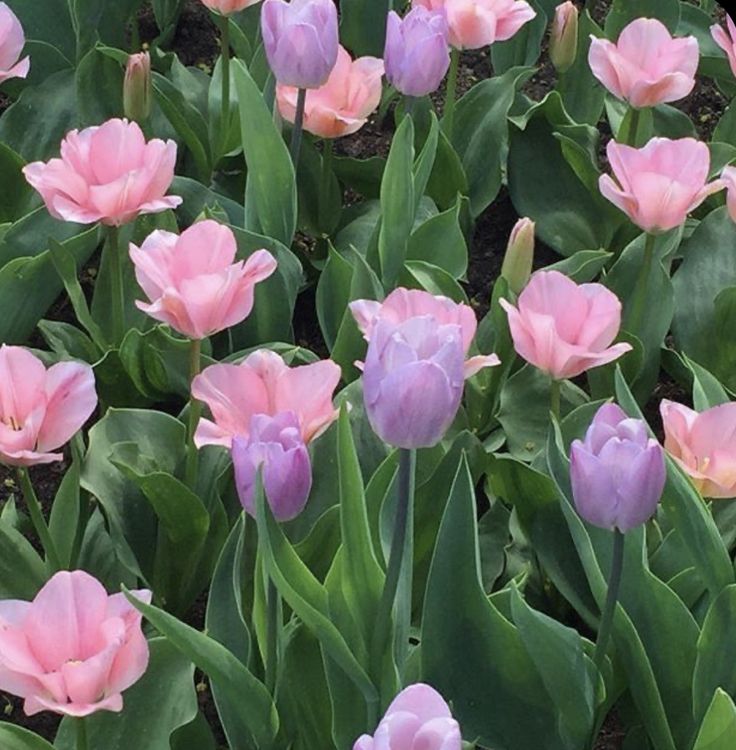 pink and purple tulips are blooming in the garden