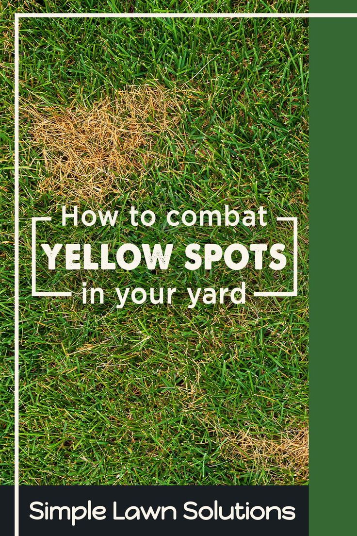 yellow spots in grass with the words how to combat yellow spots in your yard