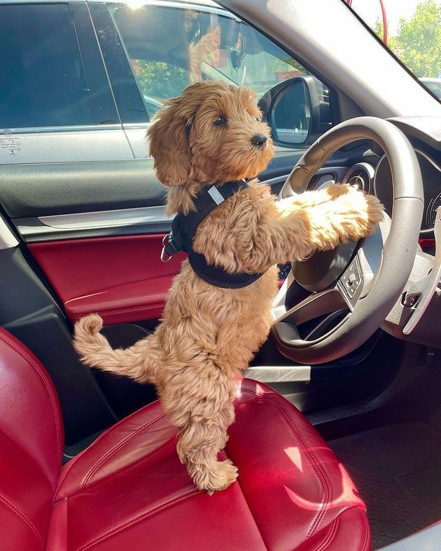 a small brown dog sitting in the driver's seat of a car with his paw on the steering wheel