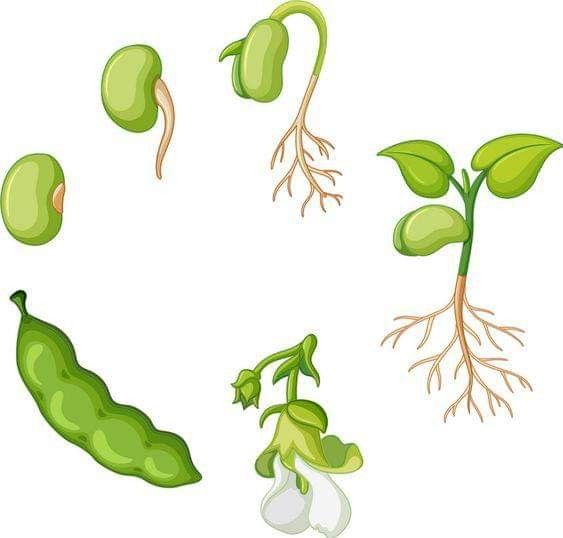 the stages of growing green beans and bean sprouts with roots on a white background