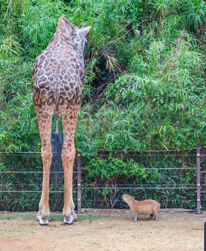 a giraffe standing next to a small animal