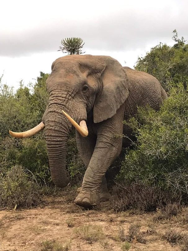 an elephant with tusks is walking through the brush and trees on a cloudy day