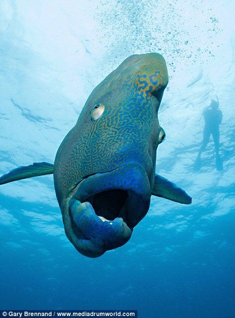 a large fish with it's mouth open in the water near a scuba diver