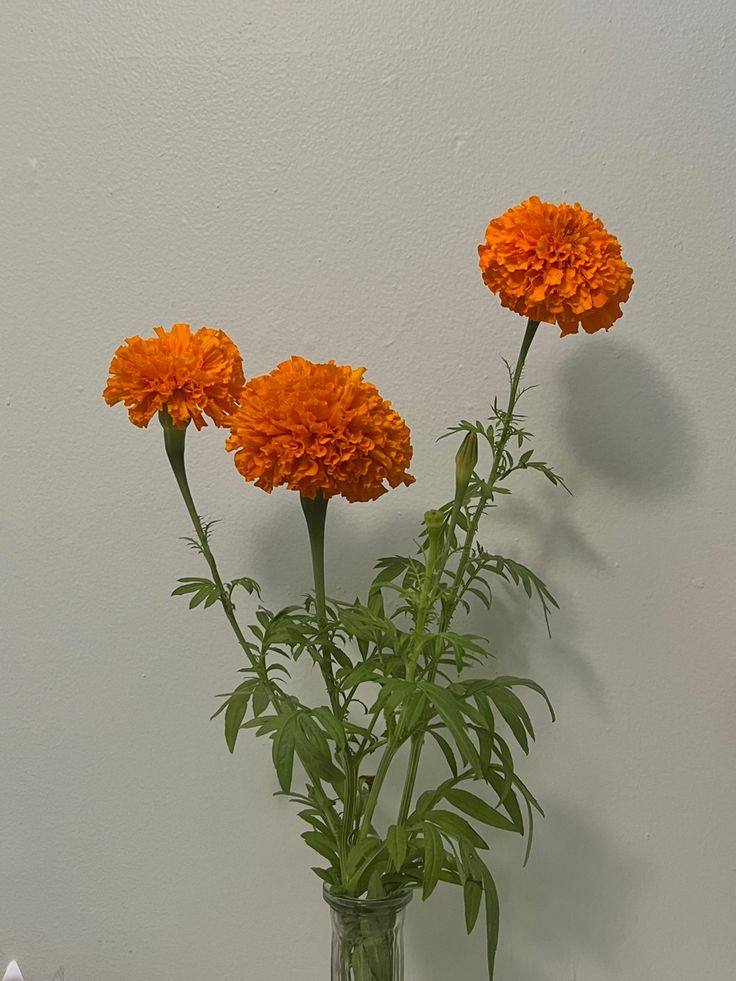 three orange flowers in a vase on a table