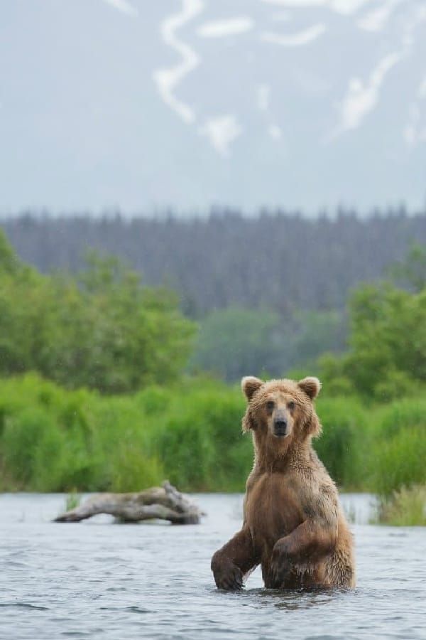 a brown bear standing on its hind legs in the water with mountains in the background