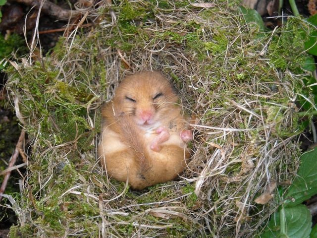 a hamster is sleeping in the middle of some grass with its eyes closed and mouth wide open