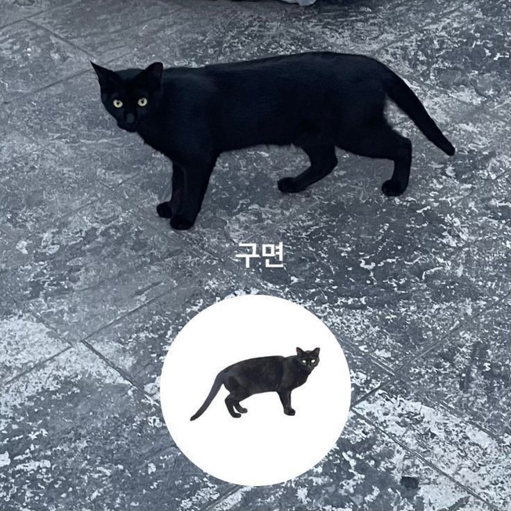 a black cat standing on the ground next to a white circle with an image of a black cat