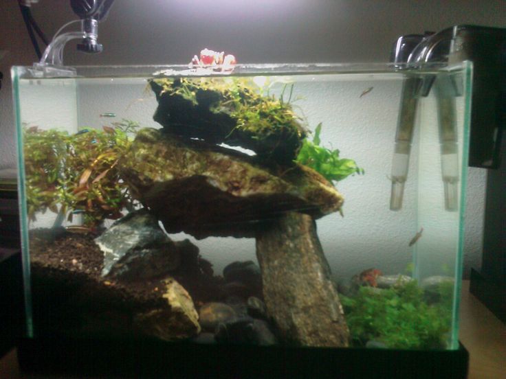 an aquarium filled with plants and rocks on top of a wooden table next to a light