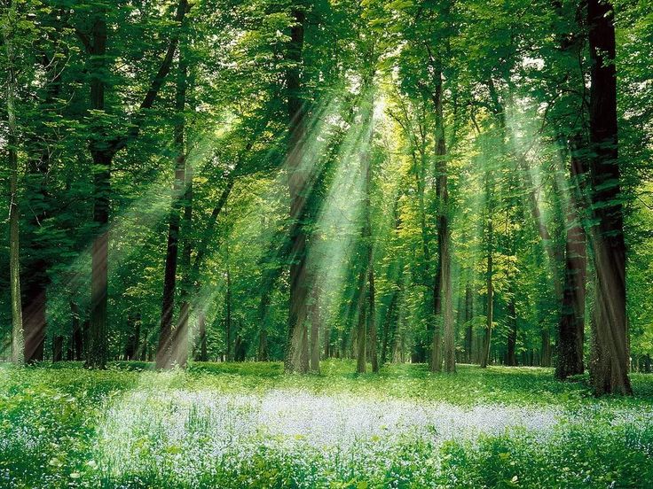 sunlight shining through the trees in a forest