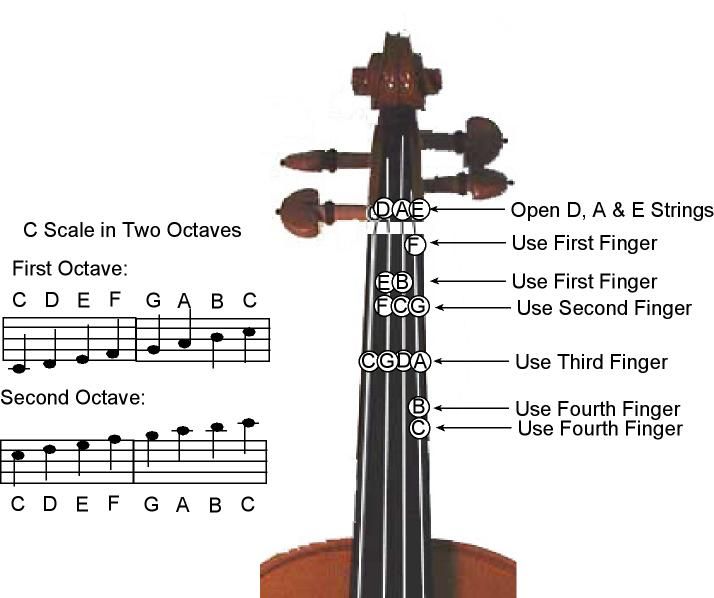 the parts of a violin on a white background with information about it's features