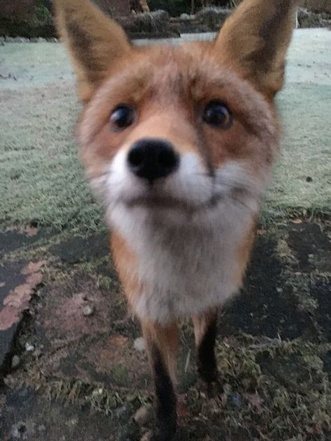 a close up of a small animal on a field