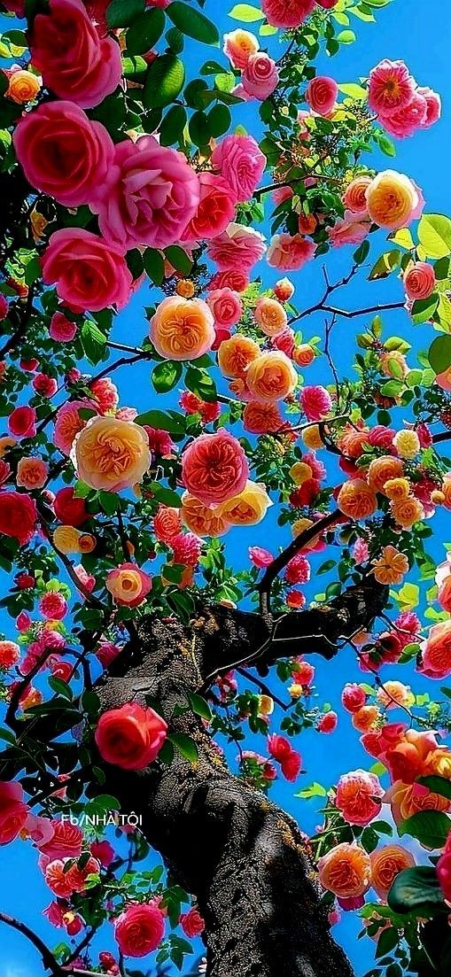 a tree filled with lots of flowers under a blue sky