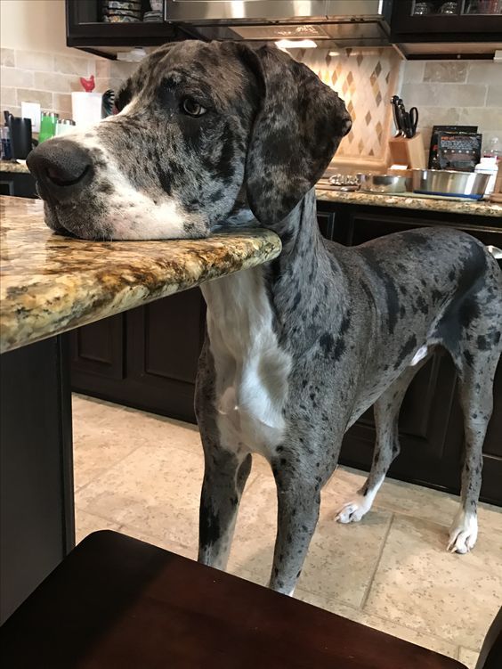 a dog standing on top of a counter in a kitchen