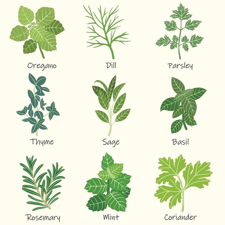 different types of herbs are shown in this graphic style, including parsley, oregano, thyme, basil, mint and corian