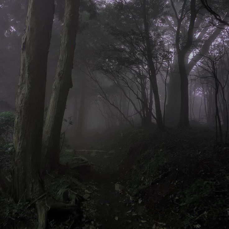 a dark forest with lots of trees in the fog