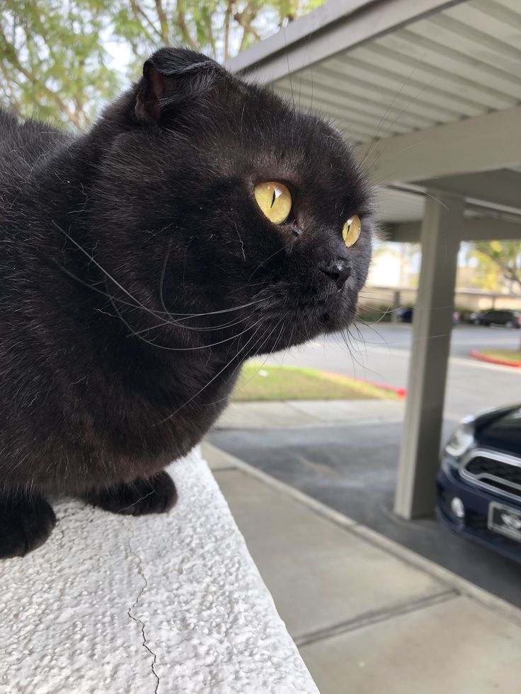 a black cat sitting on top of a white ledge next to a parking lot with cars parked in the background