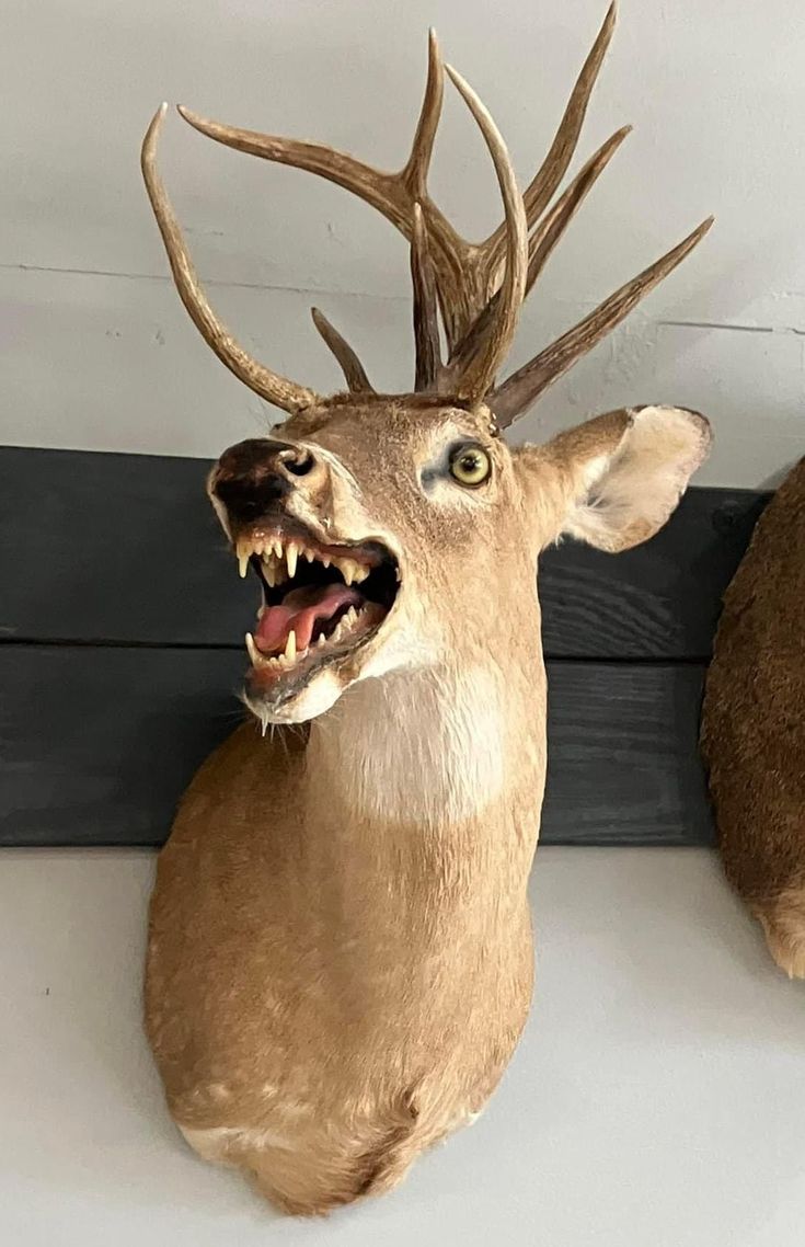 two taxidermy heads mounted to the side of a wall, one with its mouth open