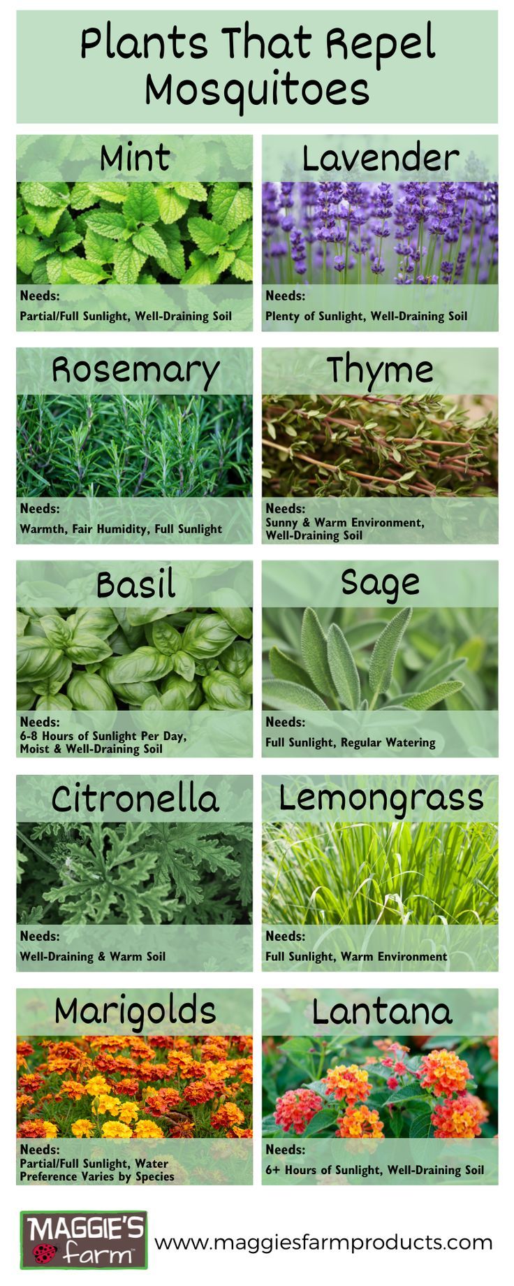 Plants that repel mosquitoes. Mint, lavender, rosemary, thyme, basil, sage, citronella, lemongrass, marigolds, lantana flowers. Survivor Tips, Plants That Repel Mosquitoes, Insect Repellent Plants, Plants That Repel Bugs, Plant Care Houseplant, Mosquito Repelling Plants, Home Vegetable Garden, Vegetable Garden Design, Food Garden