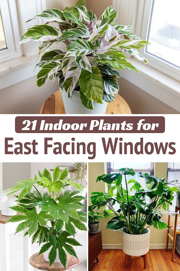 indoor plants for east facing windows