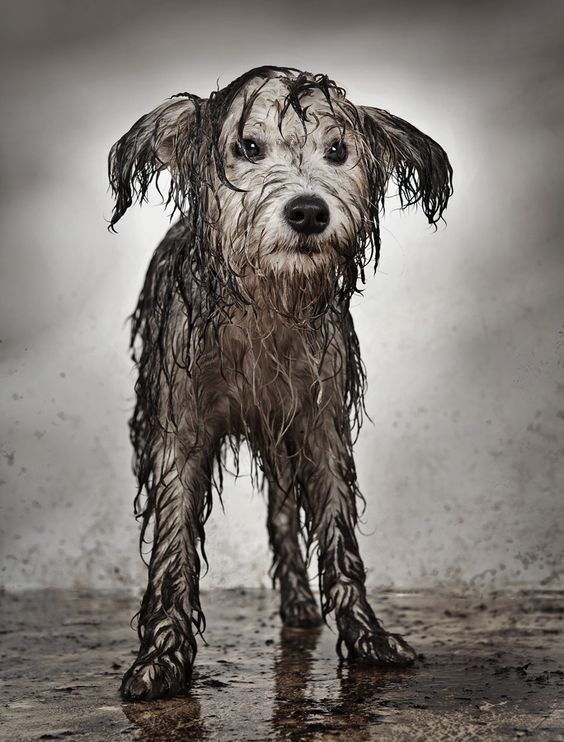 a dog standing in the rain with its head turned to look like it is wet