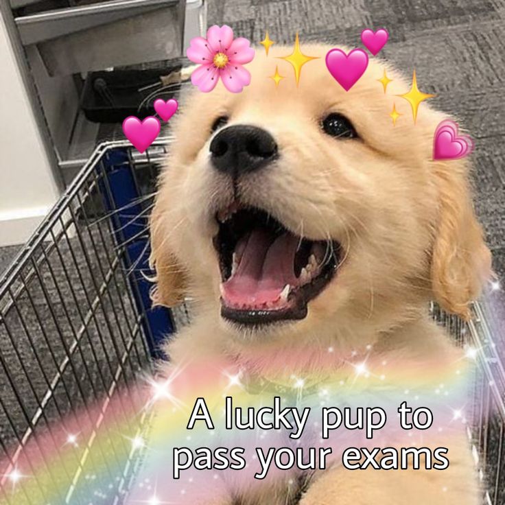 Puppy, Cute, Good luck, luck Good Luck Reaction Pic Cute, Good Luck Exams Funny, Good Luck Studying, Cute Good Luck Images, Good Luck Meme Funny, Good Luck Cute Message, Exam Pfp, Good Luck Exams Motivation, Goodluck Message For Exams