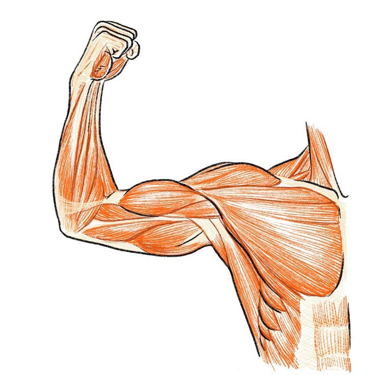 an image of a drawing of a man flexing his arm with muscles drawn on it