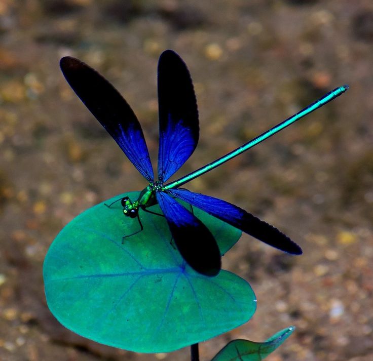 a blue and black dragonfly sitting on top of a green piece of paper with its wings extended