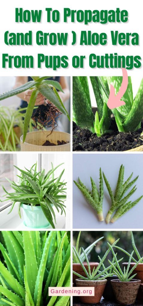 how to propagate and grow aloe vera from pups or cuttings