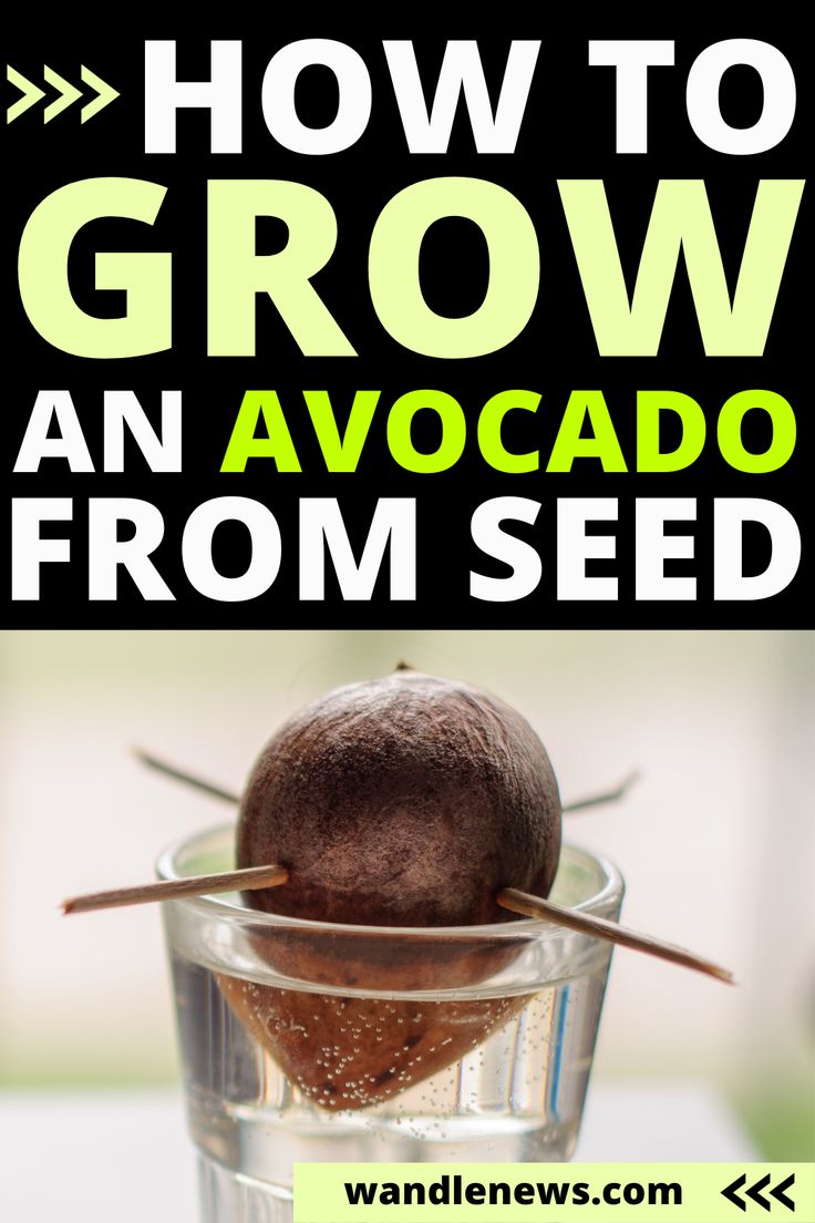 How to Grow an Avocado Seed Grow Avocado From Pit, How To Grow Avocados, Growing Avocados, Avocado From Seed, Hass Avocado Tree, Avocado Plant From Seed, Avocado Seed Growing, Avocado Types, Seed Growing