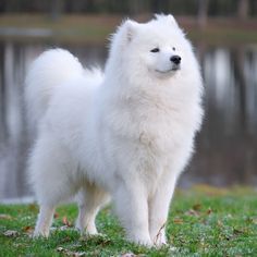 a white dog standing on top of a lush green field next to a body of water