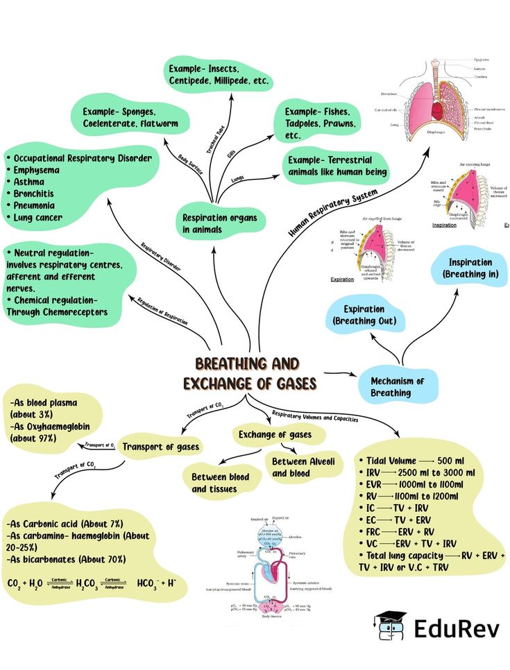 a diagram showing the functions of breathing and exchange of gasses in different areas of the body