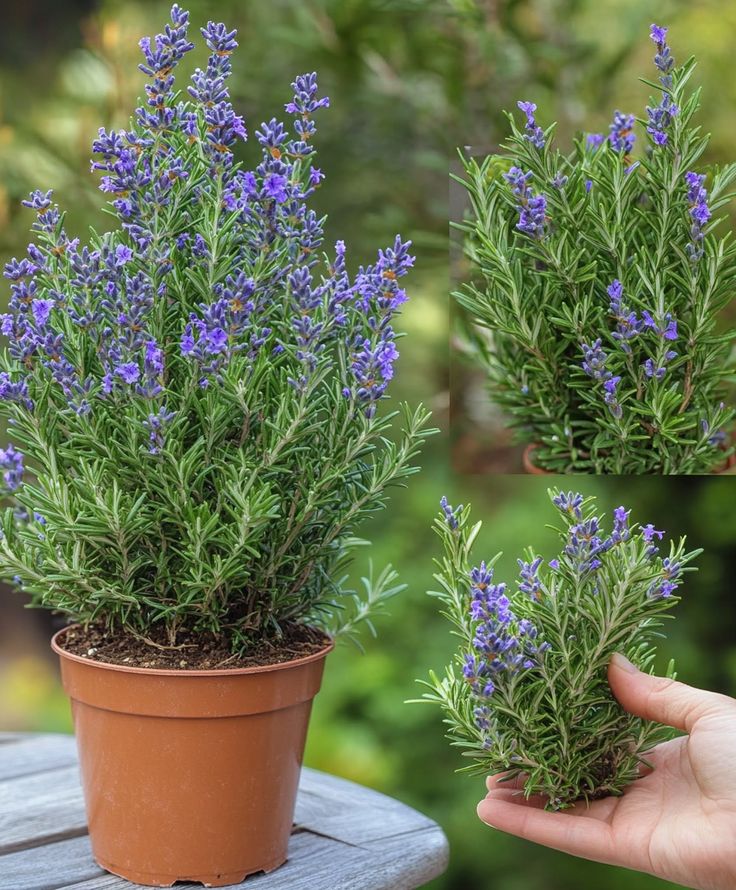 the lavender plant is growing in a pot