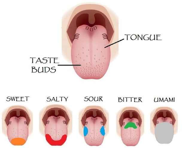 an image of the tongue labeled in different colors and sizes, with labels on each side