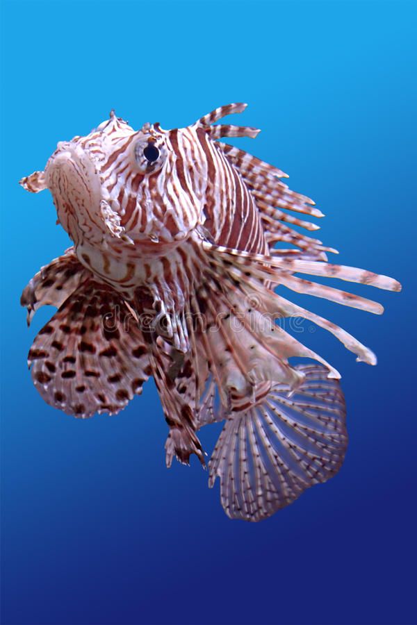 a sea urchin floating on top of blue water