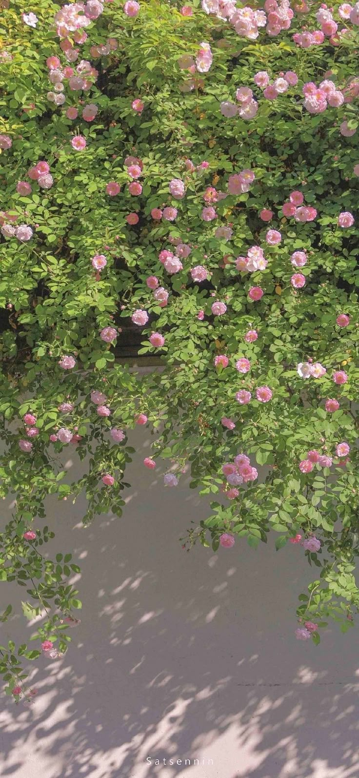 pink flowers are growing on the side of a building in front of a green bush