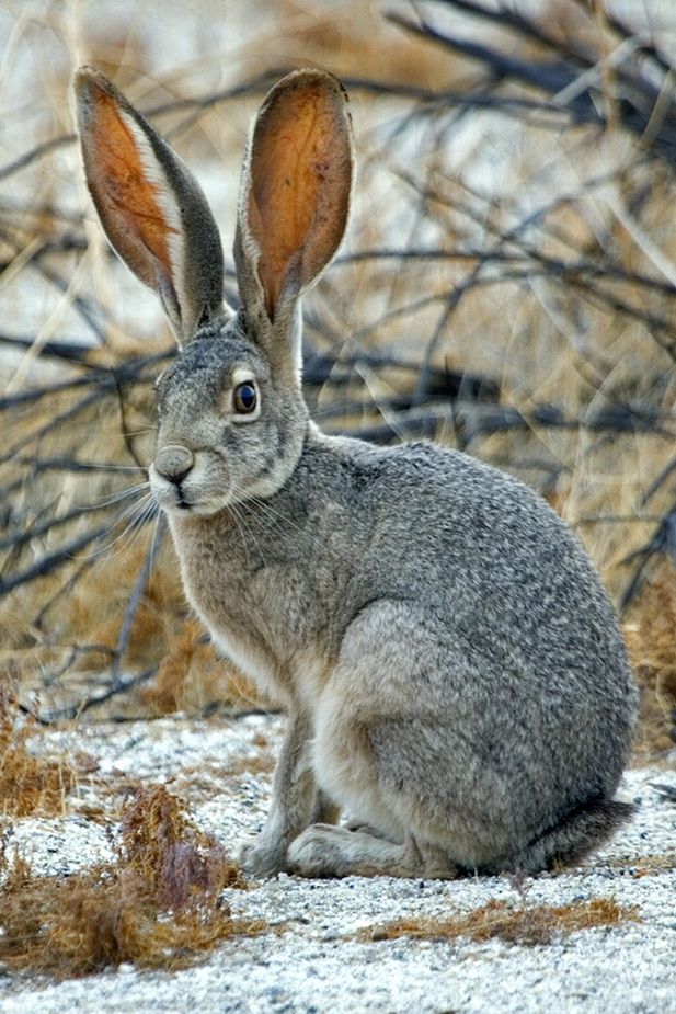 a rabbit sitting on the ground in front of some bushes and trees with no leaves