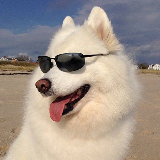 a white dog wearing sunglasses on the beach