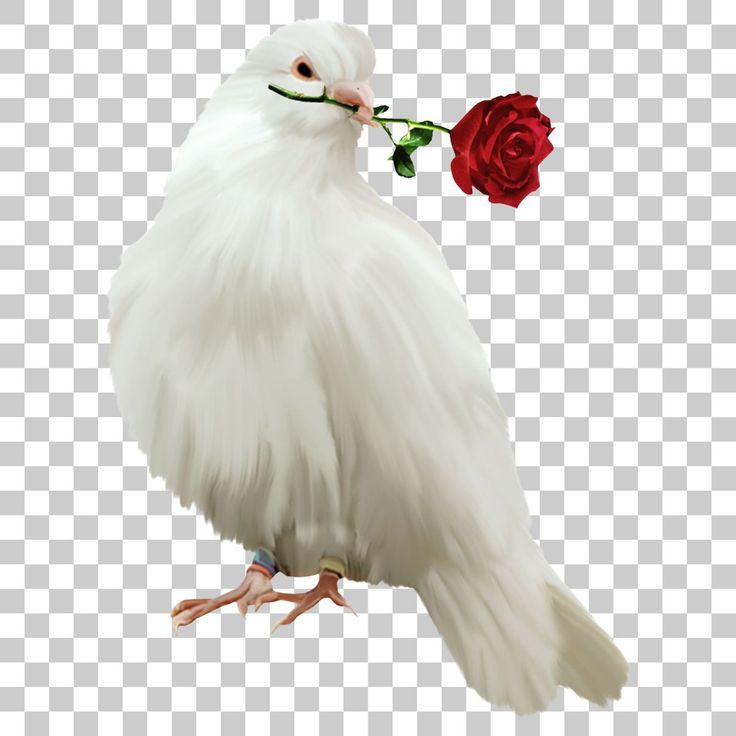 a white bird with a red rose in its beak, on a transparent background png clipart