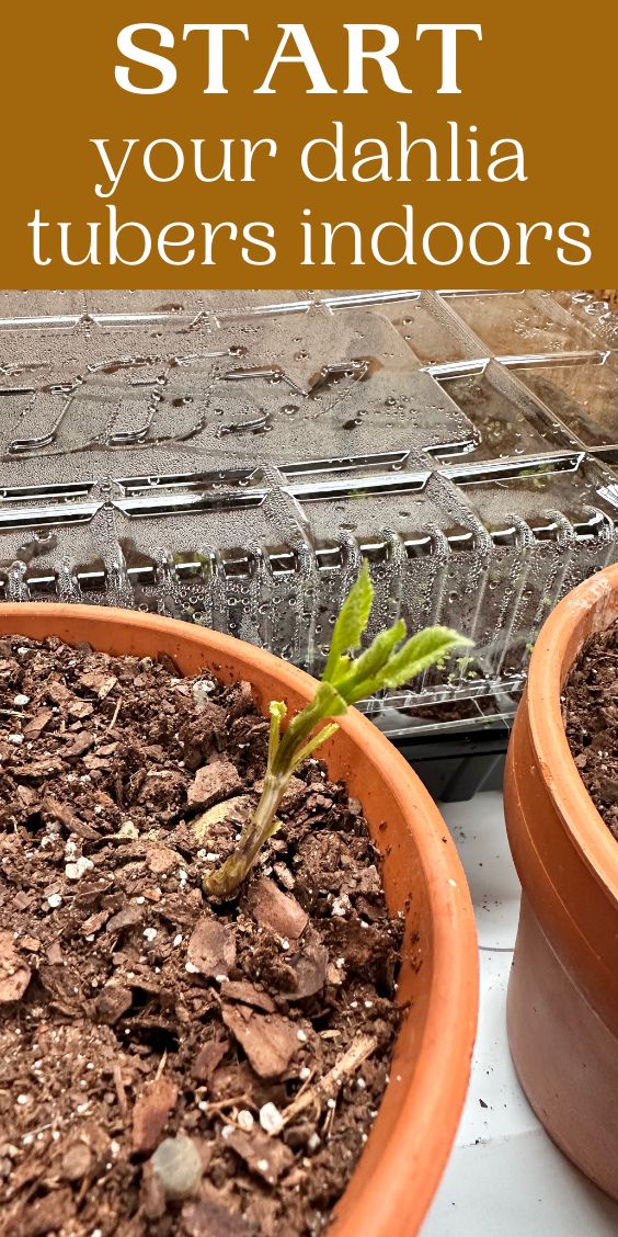 two potted plants sitting next to each other with text overlay that reads how to start your dahlia tubers indoors