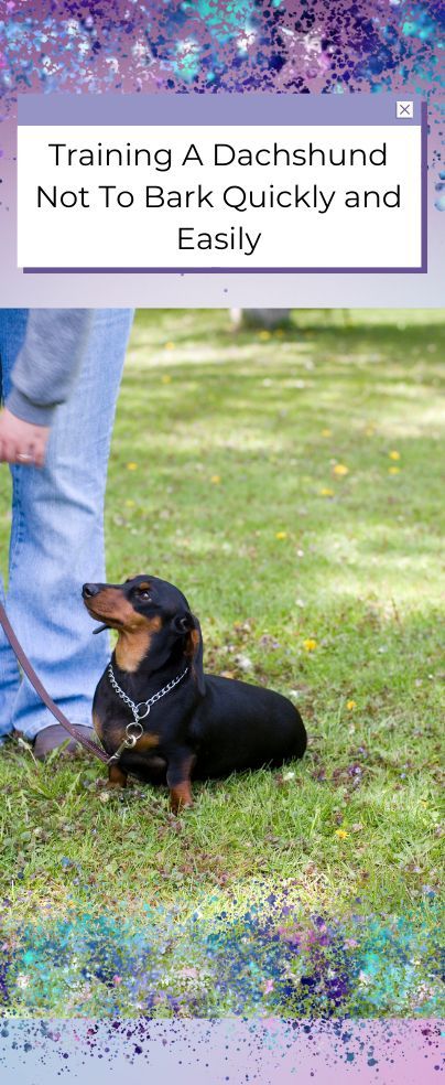 a black and brown dog laying on top of a grass covered field next to a person