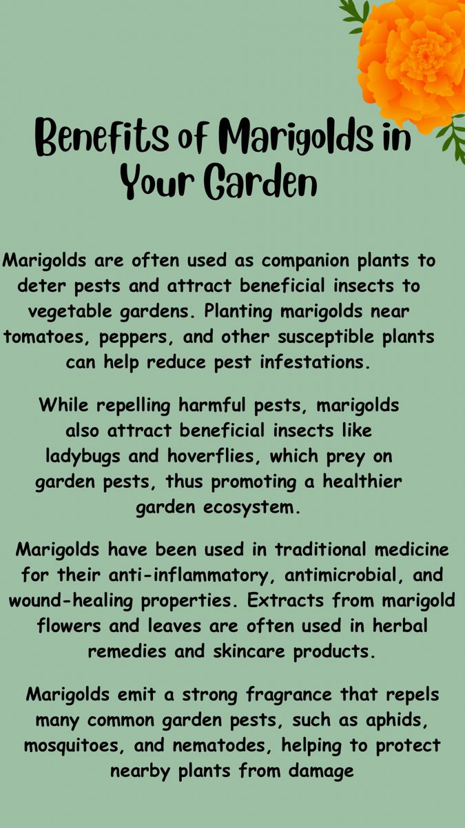 the benefits of marjods in your garden info sheet on how to use them