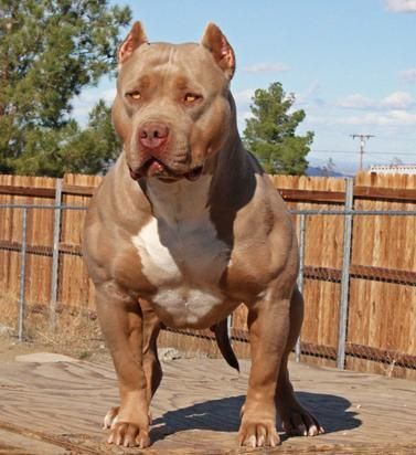 a brown and white dog standing in front of a fence