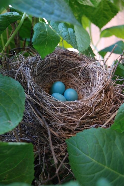 three blue eggs are in a nest on a tree branch with green leaves around them