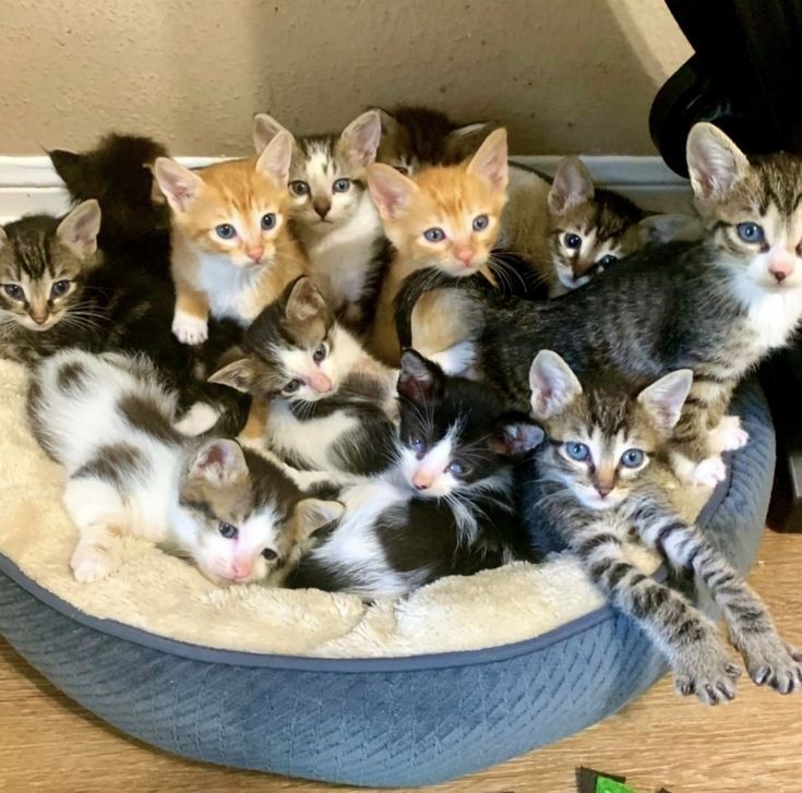 a group of kittens sitting in a cat bed