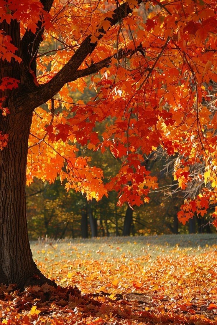 an orange tree with lots of leaves on the ground