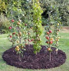 several apples are growing in the middle of a patch of mulch